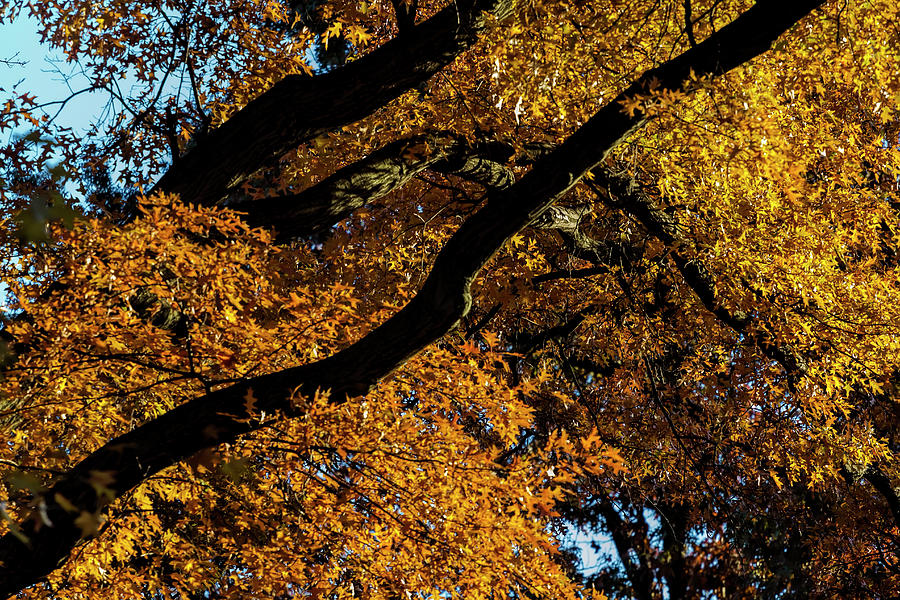 Fall Foliage #157 Photograph by Robert Ullmann