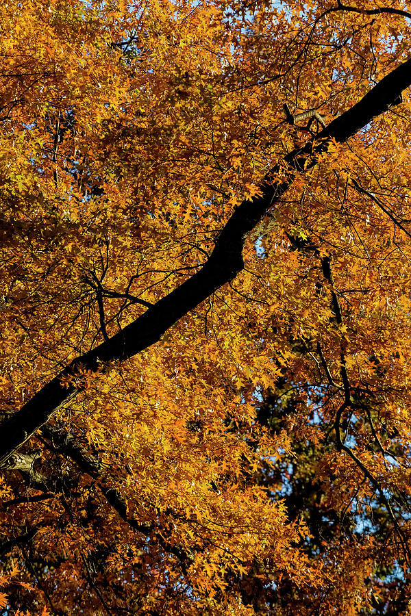 Fall Foliage #158 Photograph by Robert Ullmann