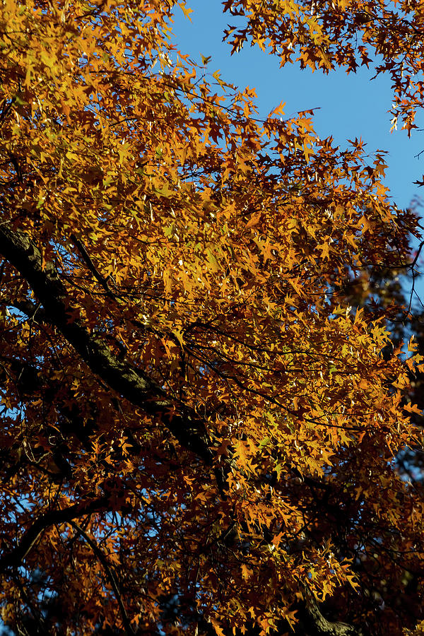 Fall Foliage #159 Photograph by Robert Ullmann