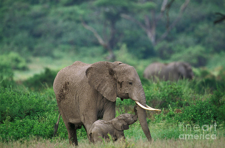 Elephant Photograph - African Elephant Loxodonta Africana #16 by Gerard Lacz