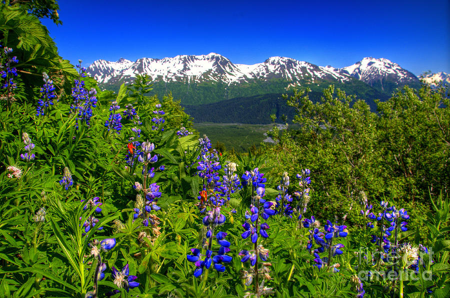 Alaska #16 Photograph by Marc Bittan