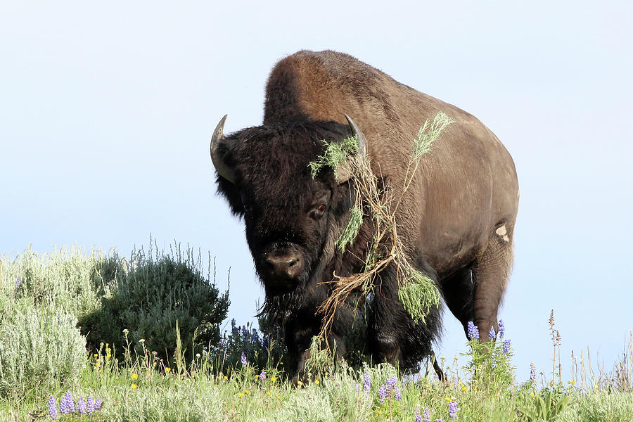American Bison Yellowstone USA #16 Photograph by Bob Savage