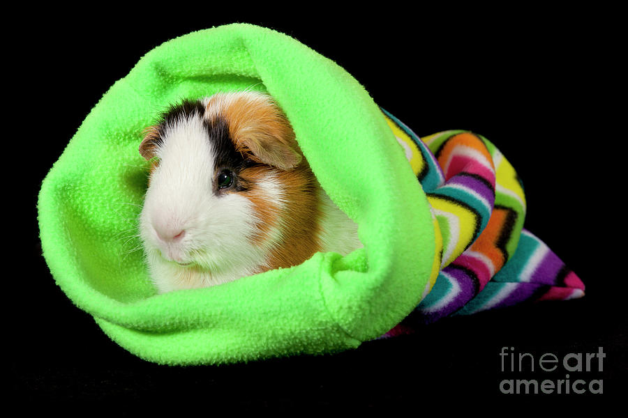 American Guinea Pigs - Cavia porcellus #16 Photograph by Anthony Totah