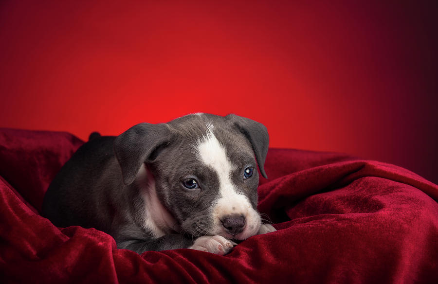 American Pitbull Puppy #16 Photograph by Peter Lakomy