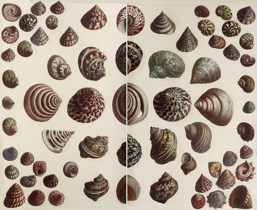 Aquatic Animals - Seafood - Shells -  Snails -  #16 Drawing by ArtBeOk Com