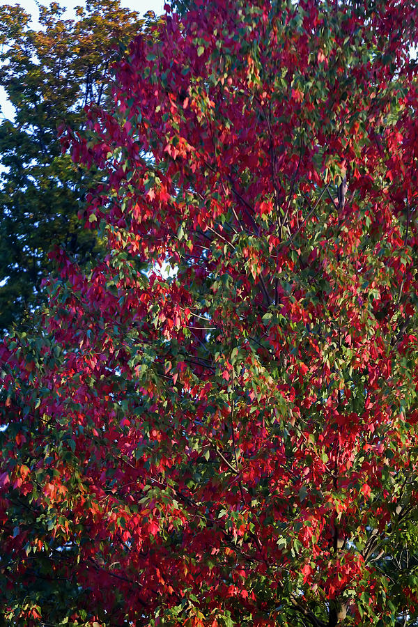 Autumn Leaves #16 Photograph by Robert Ullmann