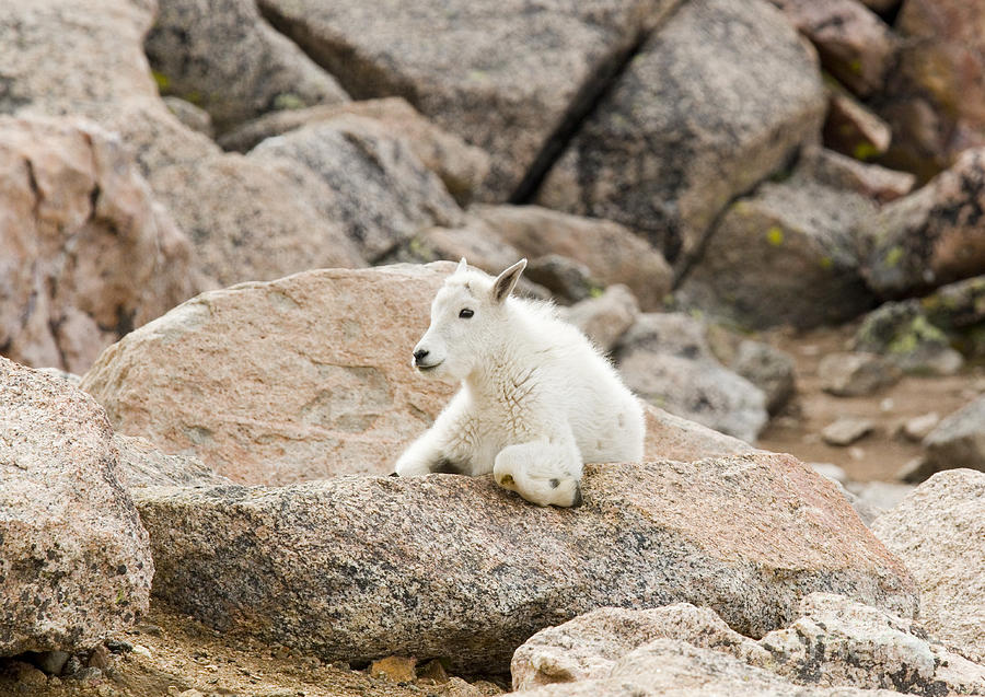 Baby Mountain Goats on Mount Evans #16 Photograph by Steven Krull