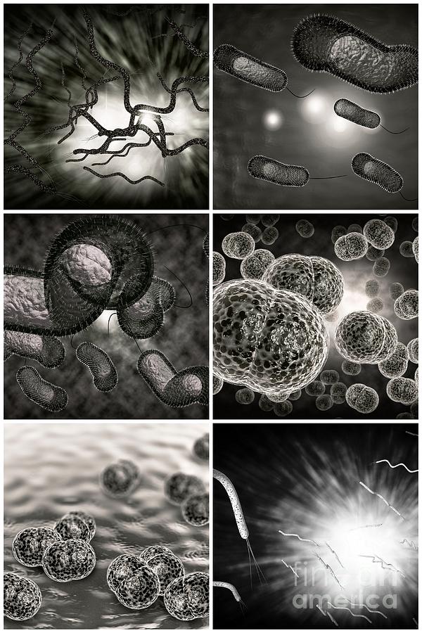 Bacteria Infection Collage Photograph By Ezume Images Pixels