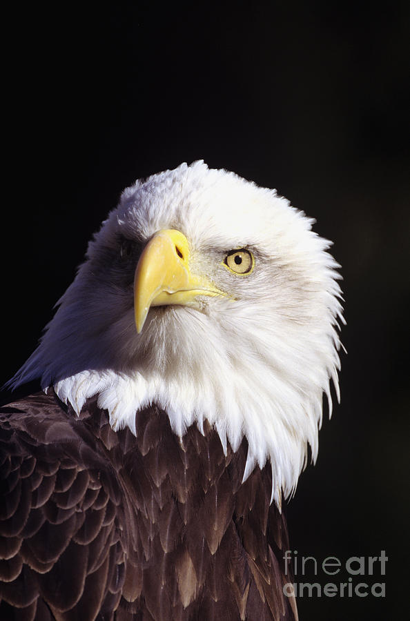 Bald Eagle #16 Photograph by John Hyde - Printscapes