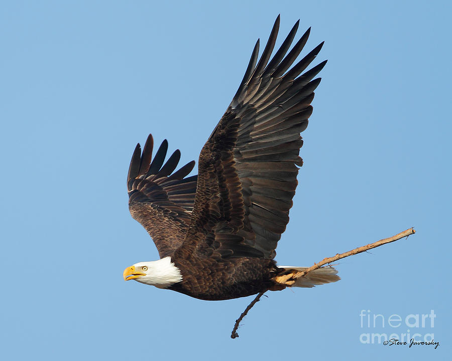 Bald Eagle #16 Photograph by Steve Javorsky