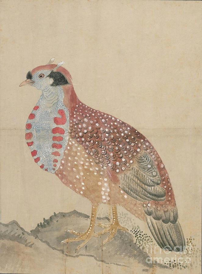 Birds of Japan in the 19th century #16 Painting by Celestial Images