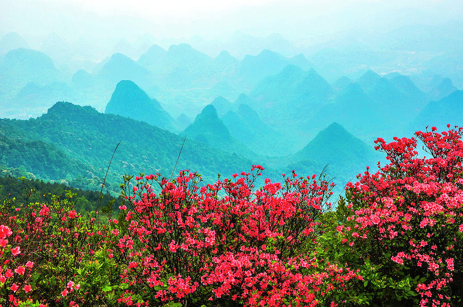  Blossoming azalea and mountain scenery #16 Photograph by Carl Ning