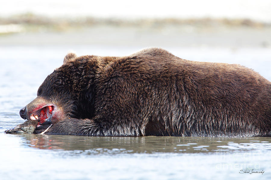 Brown Bear #16 Photograph by Steve Javorsky