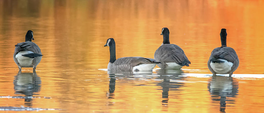 Geese Photograph - Canada Geese #17 by Tam Ryan