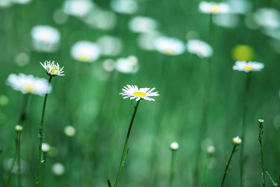 Daisy Flower Bloom On A Meadow In Summer #16 Photograph by Alex Grichenko