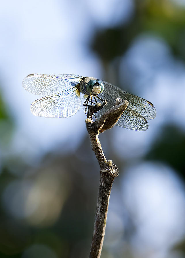 Dragonfly #16 Photograph by Gouzel -