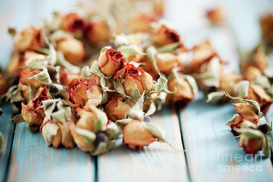 Dried roses #16 Photograph by Kati Finell