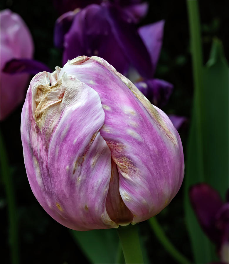 Dying Tulip #16 Photograph by Robert Ullmann
