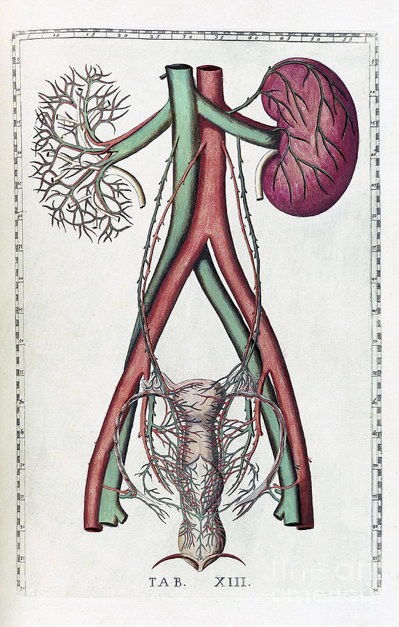 Book Photograph - Eustachi, Tabulae Anatomicae, 1783 #16 by Science Source