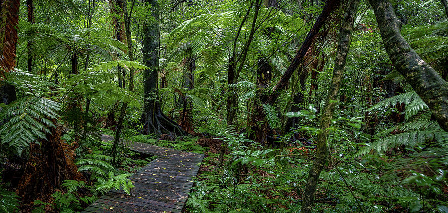 Forest boardwalk 5 Photograph by Les Cunliffe