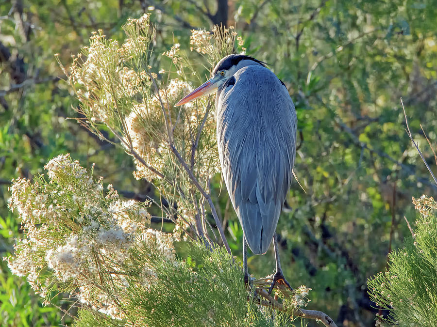 Great Blue Heron #16 Photograph by Tam Ryan