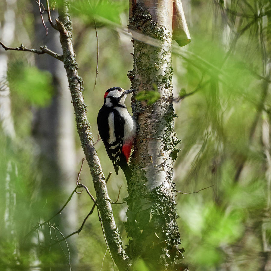 Great spotted woodpecker #16 Photograph by Jouko Lehto