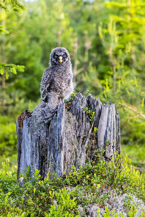 Owl Photograph - Grey Owl #16 by Borje Olsson