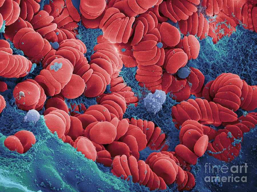 Human Red Blood Cells, Sem #16 Photograph by Ted Kinsman