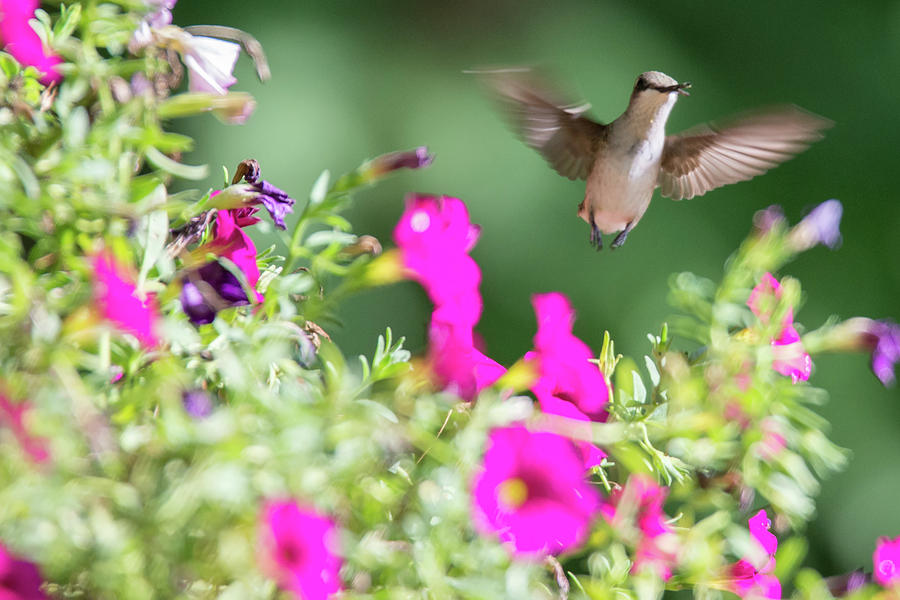 Hummingbird Found In Wild Nature On Sunny Day #16 Photograph by Alex Grichenko
