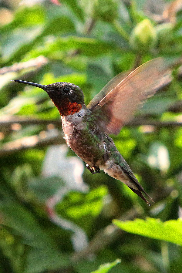 Hummingbird #16 Photograph by John Freidenberg