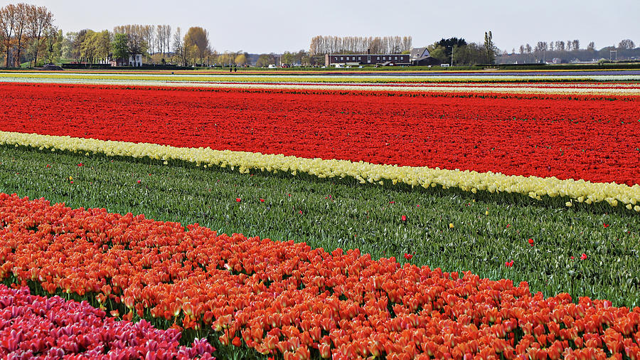 Keukenhof Lisse Tulips Holland Netherlands #16 Photograph by Paul James Bannerman