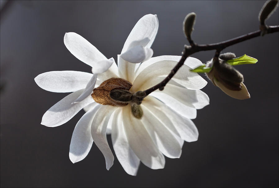 Magnolia Movie Pyrography - Magnolia Blossom #16 by Robert Ullmann