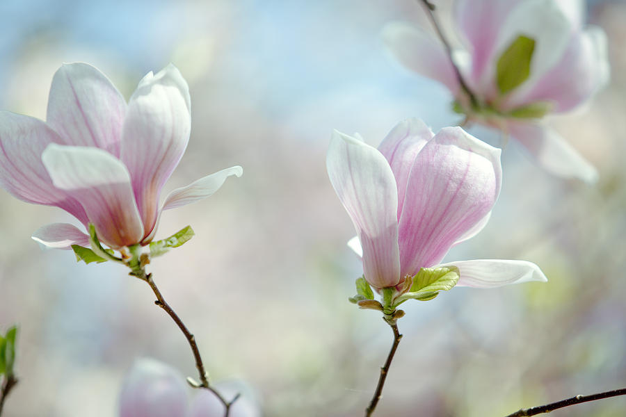 Magnolia Movie Photograph - Magnolia Flowers #16 by Nailia Schwarz