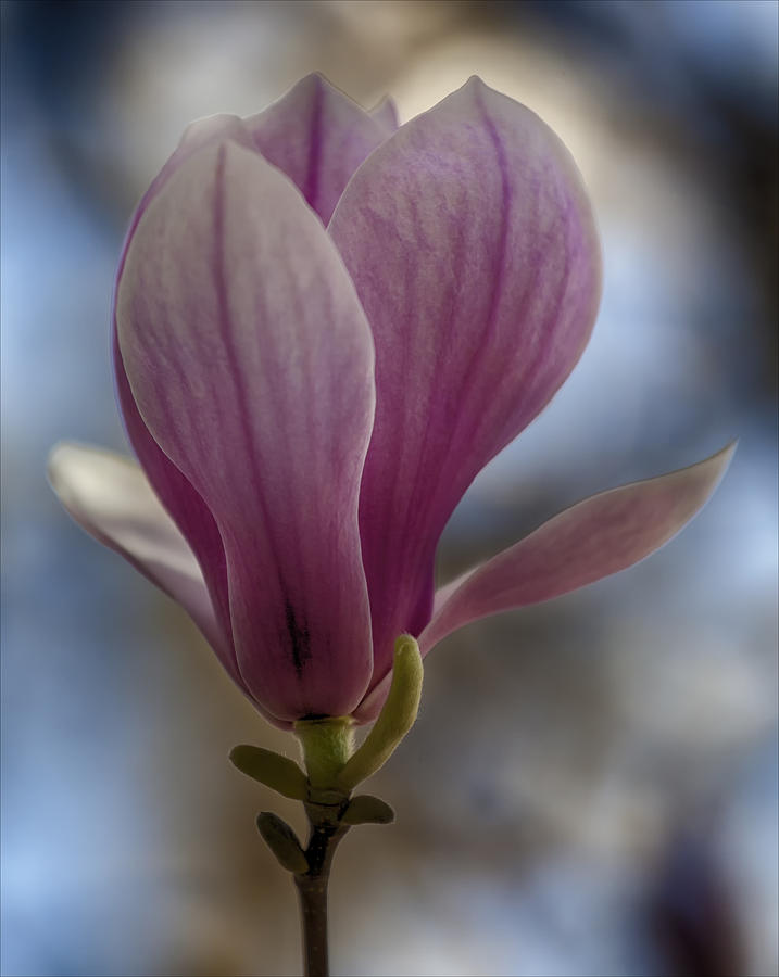 Magnolia #16 Photograph by Robert Ullmann