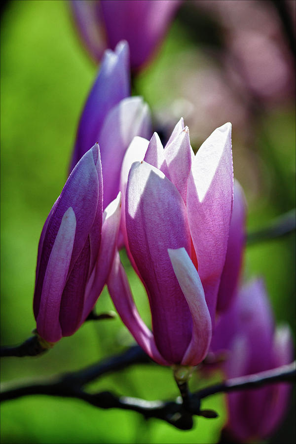 Magnolias #16 Photograph by Robert Ullmann