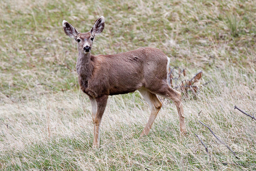 Mule Deer In The Pike National Forest Photograph