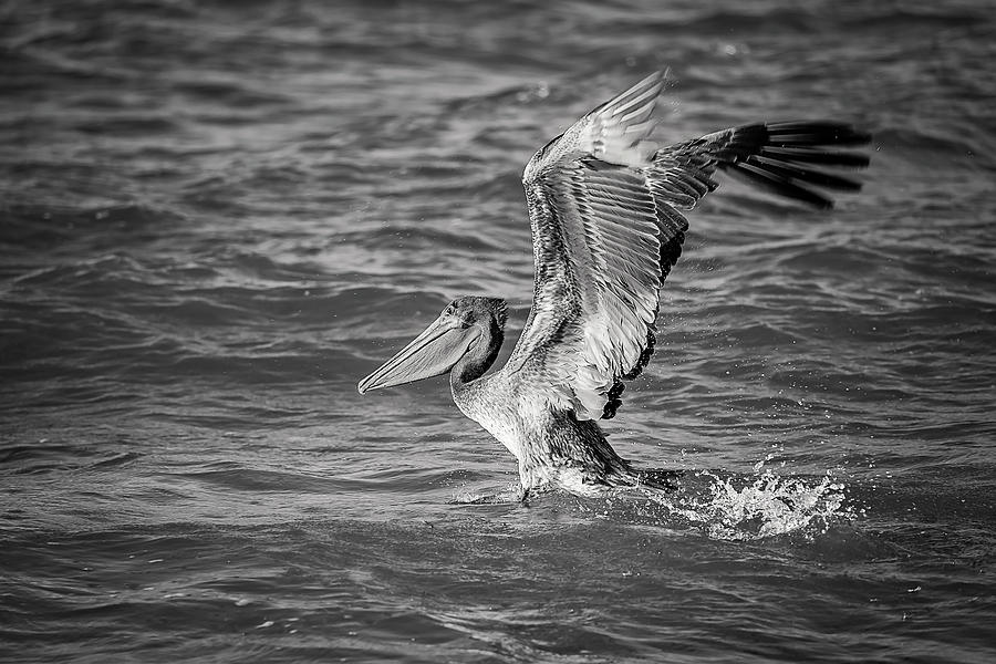 Pelican #16 Photograph by Peter Lakomy