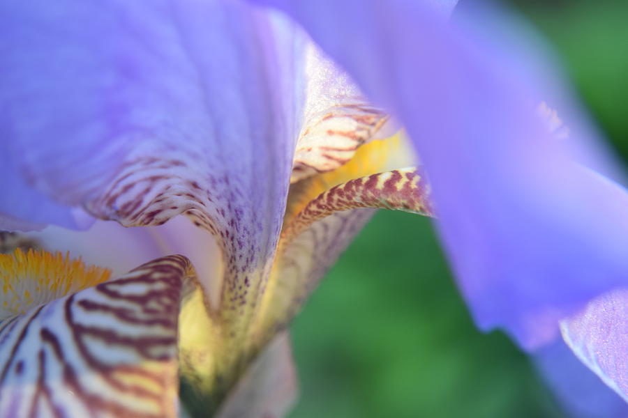 Purple Iris #16 Photograph by Curtis Krusie
