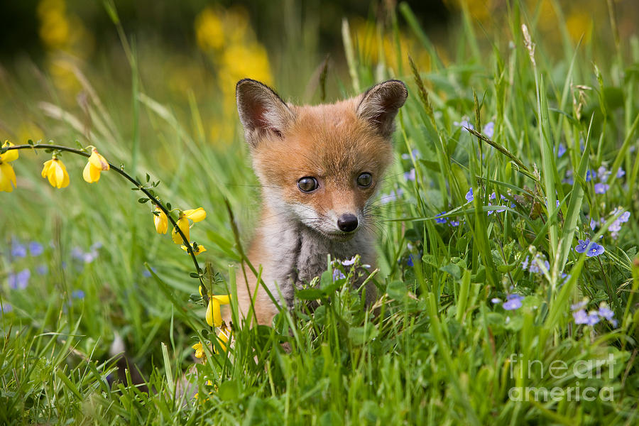 Red Fox Vulpes Vulpes #16 Photograph by Gerard Lacz