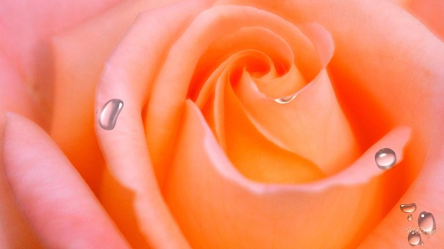 Rose Digital Art - Rose #16 by Maye Loeser