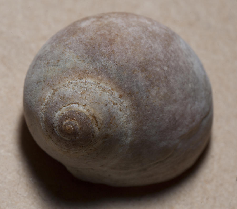 Sea shell #16 Photograph by Masami Iida