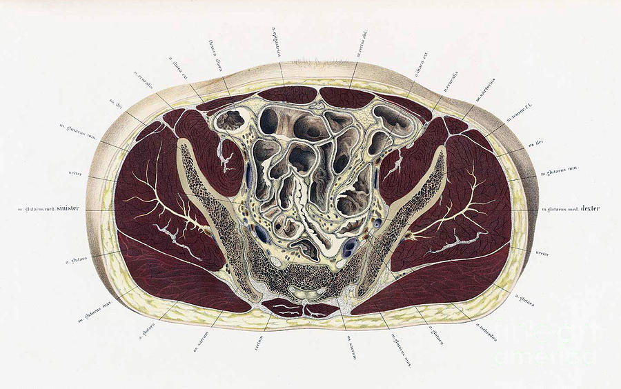 Topographisch-anatomischer, Braune, 1872 #16 Photograph by Science Source