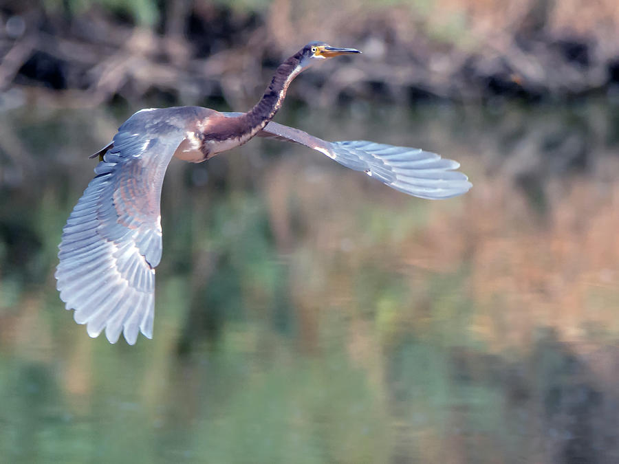 Tricolored Heron #16 Photograph by Tam Ryan