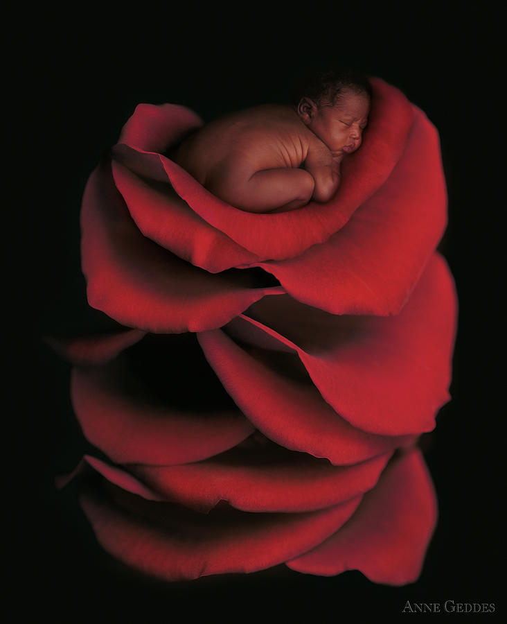 Rose Photograph - Kwasi On A Bed Of Rose Petals by Anne Geddes