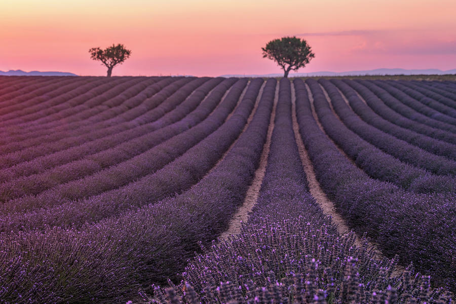 Valensole - Provence, France #16 Photograph by Joana Kruse