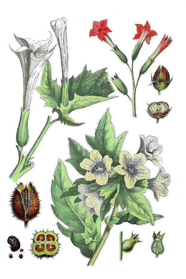 Various Medicinal Plants Drawing by Bildagentur-online