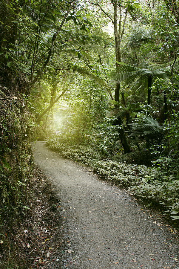 Jungle Photograph - Walking trail #16 by Les Cunliffe