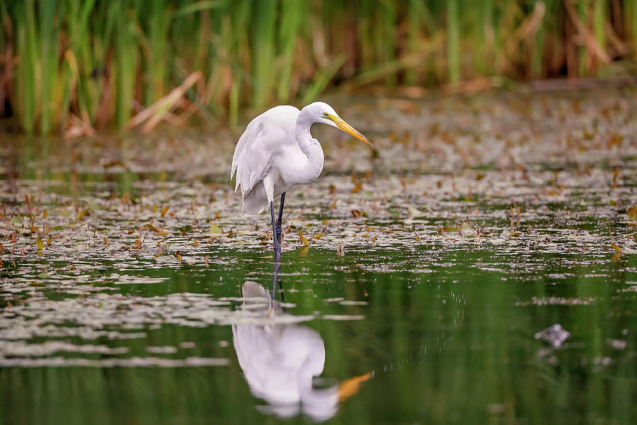 White, Great Egret #16 Photograph by Peter Lakomy