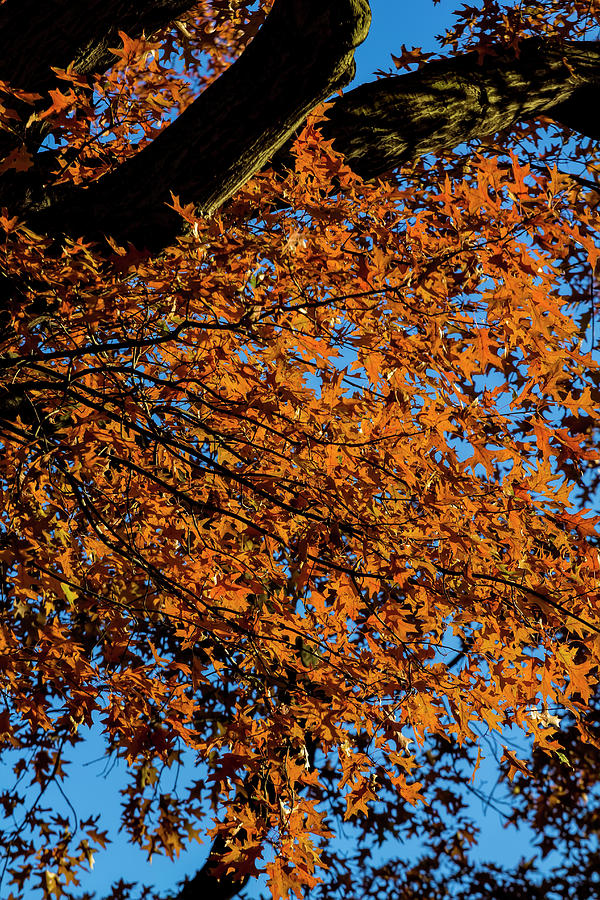 Fall Foliage #160 Photograph by Robert Ullmann