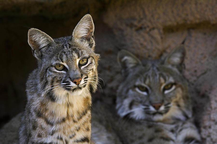 Bobcats Photograph by Arterra Picture Library